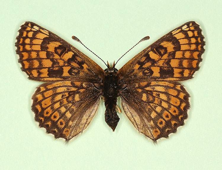 Melitaea cinxia female (aberrant form transversa 2) (Internet Image property of respective owner, non-commercial use only)